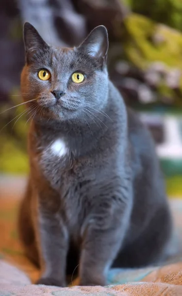 Bonito Cinza Britânico Gato Retrato — Fotografia de Stock