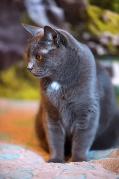 Beautiful Gray British Cat Portrait — Stock Photo, Image