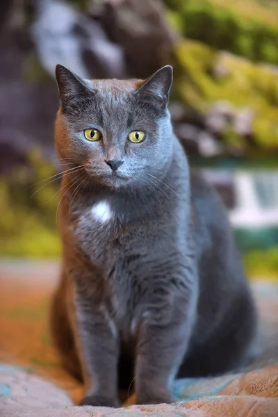 고양이 초상화 — 스톡 사진