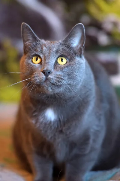 Bonito Cinza Britânico Gato Retrato — Fotografia de Stock