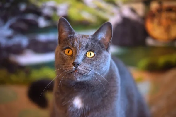 Beautiful Gray British Cat Portrait — Stock Photo, Image
