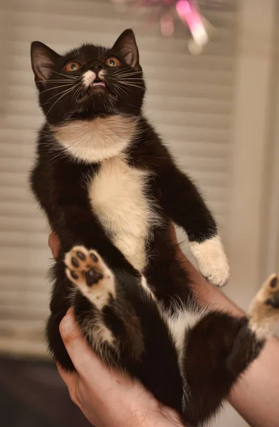 手で黒と白の猫 — ストック写真