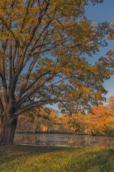 Vieux Chênes Automne Près Étang — Photo