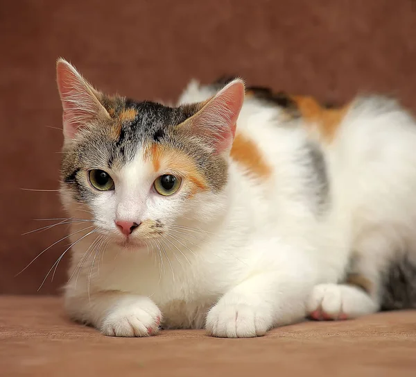 Piękne Kobiece Kobieta Kot Trzech Kolorach — Zdjęcie stockowe