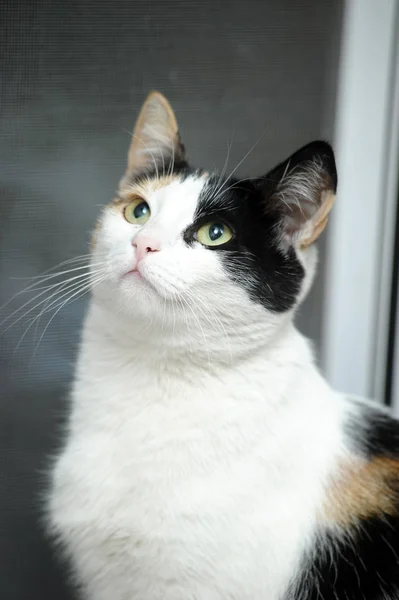 Красива Жінка Кішка Трьома Кольорами — стокове фото