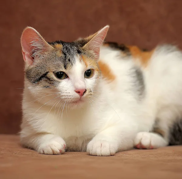 Een Mooie Vrouwelijke Kat Met Drie Kleuren — Stockfoto