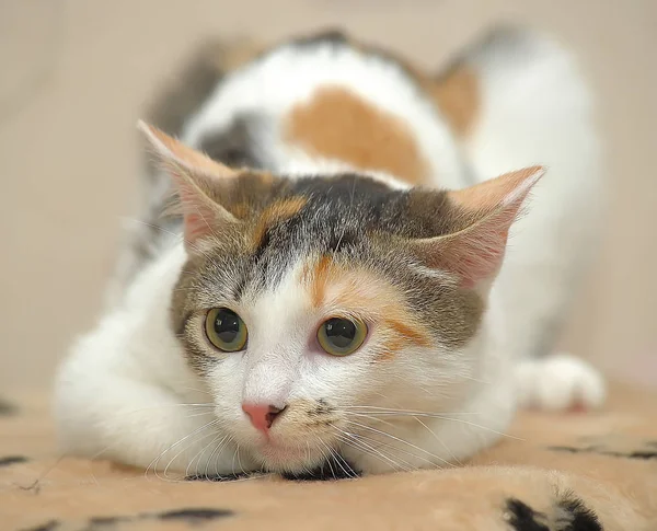 Gato Fêmea Lindo Com Três Cores — Fotografia de Stock