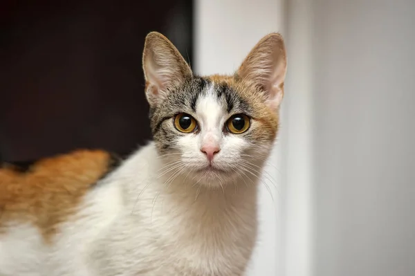 Een Mooie Vrouwelijke Kat Met Drie Kleuren — Stockfoto