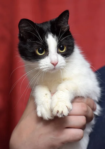 Roztomilé Černé Bílé Kočky Náručí Červeném Pozadí — Stock fotografie
