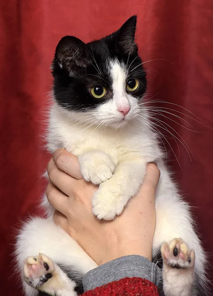 Süße Schwarz Weiße Katze Ihren Armen Auf Rotem Hintergrund — Stockfoto