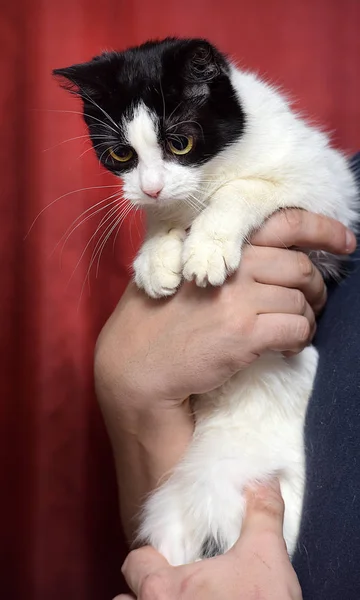 Cute Black White Cat Her Arms Red Background — Stock Photo, Image