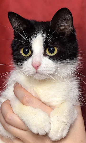 Carino Gatto Bianco Nero Tra Braccia Uno Sfondo Rosso — Foto Stock