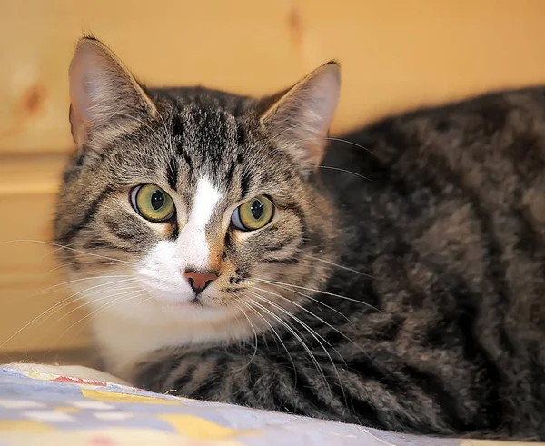 Retrato Marrom Listrado Com Gato Europeu Branco Shorthair — Fotografia de Stock