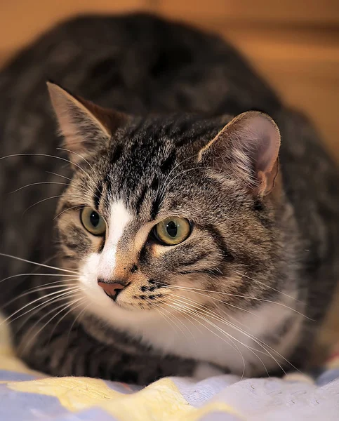 Portret Van Een Gestreept Bruin Met Witte Europese Korthaar Kat — Stockfoto