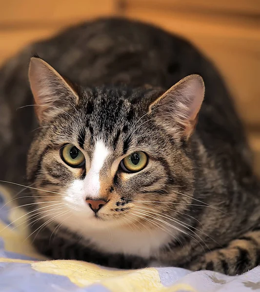 Portret Van Een Gestreept Bruin Met Witte Europese Korthaar Kat — Stockfoto