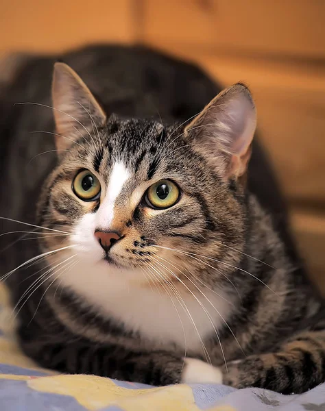 Portrait Striped Brown White European Shorthair Cat — Stock Photo, Image