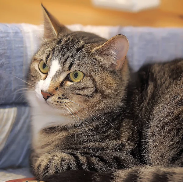 Porträtt Randig Brun Med Vita Europeiska Korthår Katt — Stockfoto