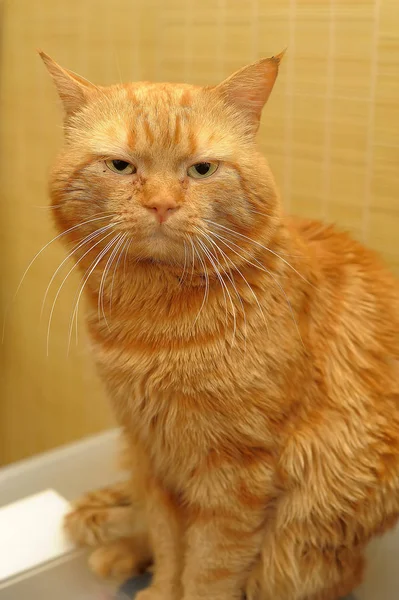 Close Portrait Ginger Cat — Stock Photo, Image