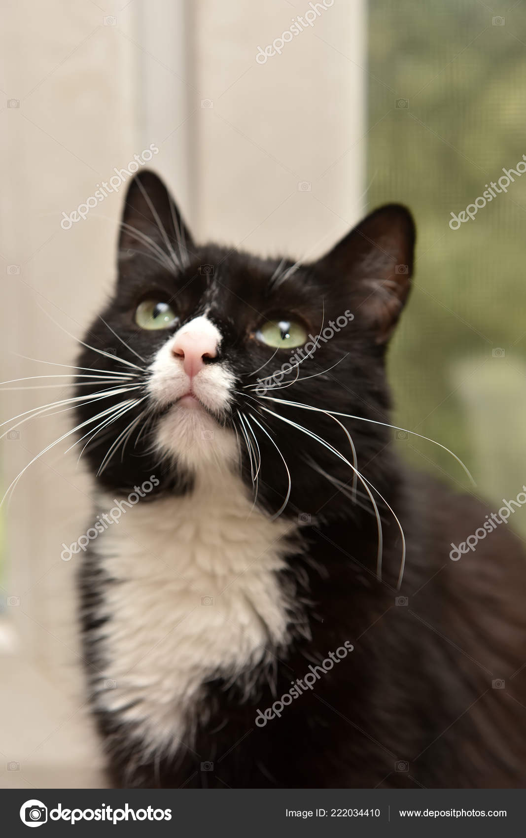 Portrait Chat Noir Blanc Avec Grands Yeux Verts