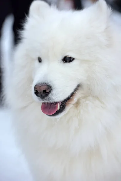 Portret Samoyed Zimie — Zdjęcie stockowe