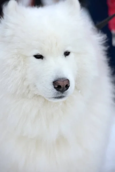 Πορτρέτο Του Ένα Samoyed Χειμώνα — Φωτογραφία Αρχείου