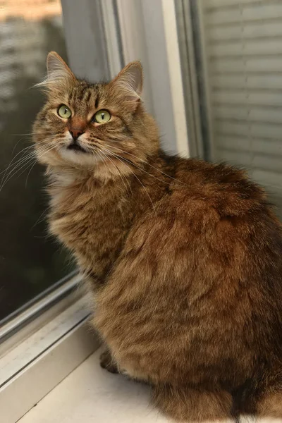 Красива Сибірська Кішка Підвіконні — стокове фото