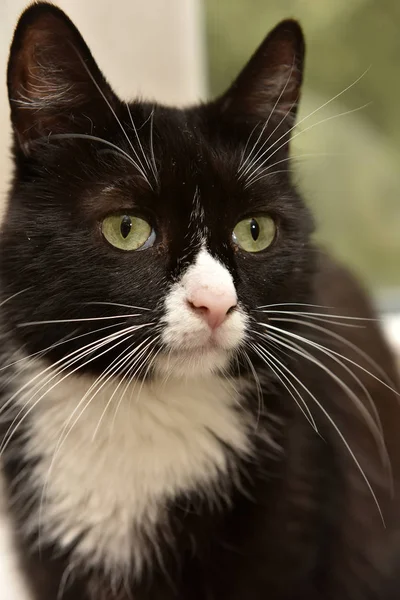 Portrait Black White Cat Big Green Eyes — Stock Photo, Image