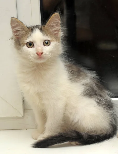 Little Fluffy White Gray Kitten Windowsill — Stock Photo, Image