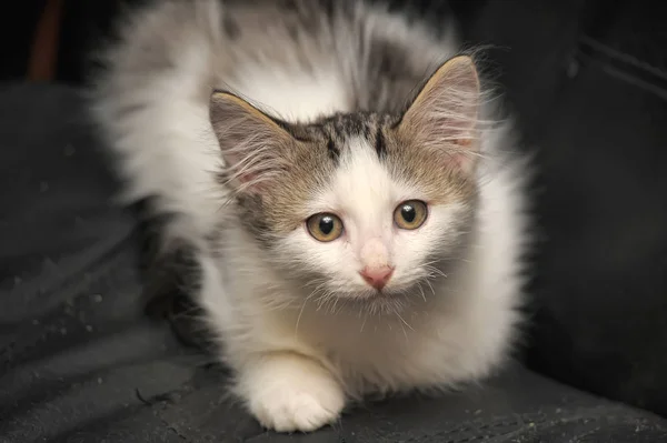 Beetje Pluizig Wit Met Grijze Kitten Een Donkere Achtergrond — Stockfoto