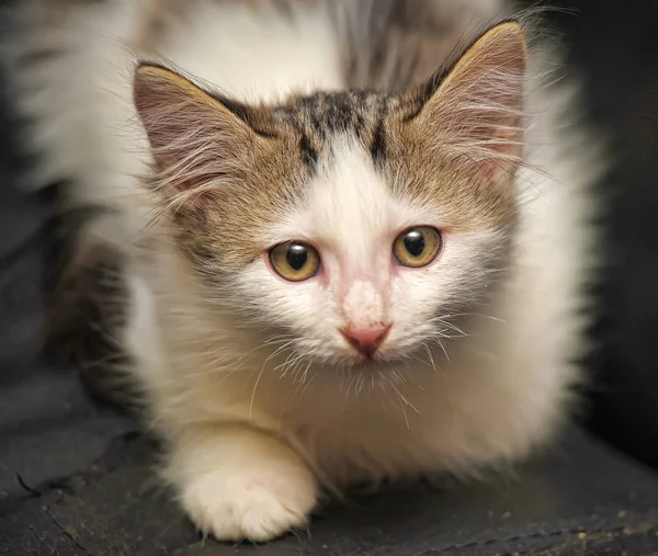 Beetje Pluizig Wit Met Grijze Kitten Een Donkere Achtergrond — Stockfoto