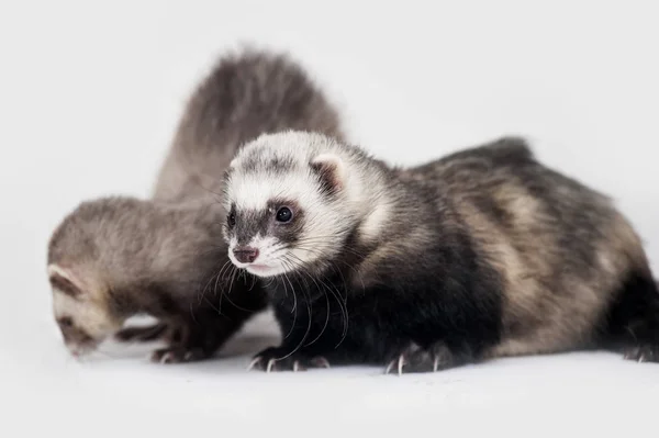 Two Gray Ferrets White Background — Stock Photo, Image