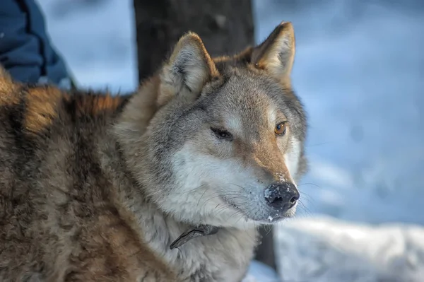 Loup Gris Borgne Dans Collier Sur Fond Hiver Dans Abri — Photo