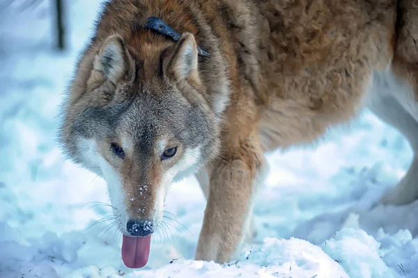 Loup Gris Borgne Dans Collier Sur Fond Hiver Dans Abri — Photo