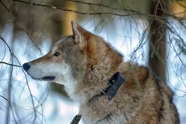 Серый Волк Ошейнике Зимнем Фоне — стоковое фото