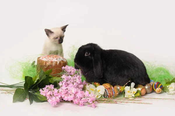 Siamese Kitten Black Rabbit White Background Lilac Easter Cake Easter — Stock Photo, Image