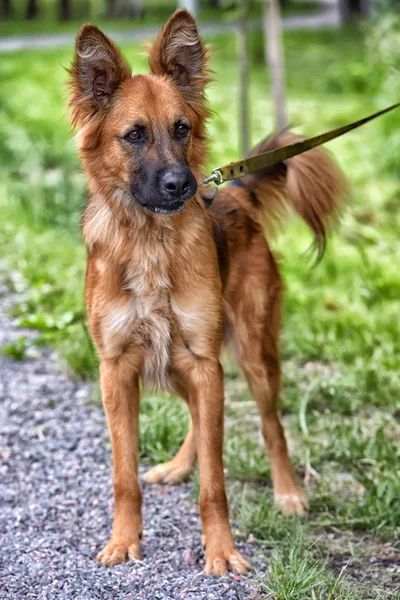 Mooie Rode Hond Metis Herdershonden Een Achtergrond Van Groen Gras — Stockfoto