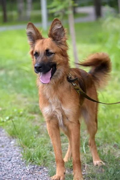 Hermoso Perro Rojo Metis Perros Ovejeros Sobre Fondo Hierba Verde —  Fotos de Stock