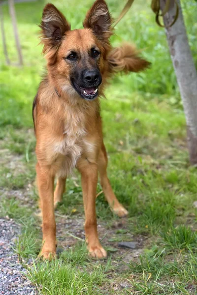 Красивая Красная Собака Метис Овчарки Фоне Зеленой Травы — стоковое фото