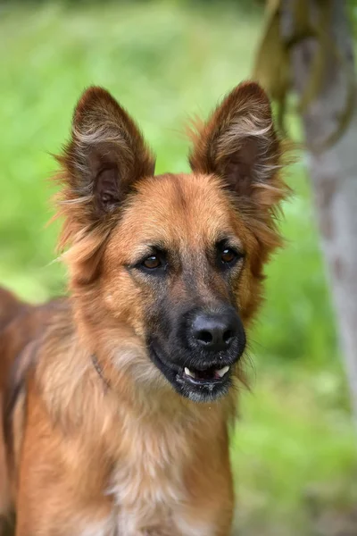 Schöne Rote Hund Metis Schäferhunde Auf Einem Hintergrund Aus Grünem — Stockfoto