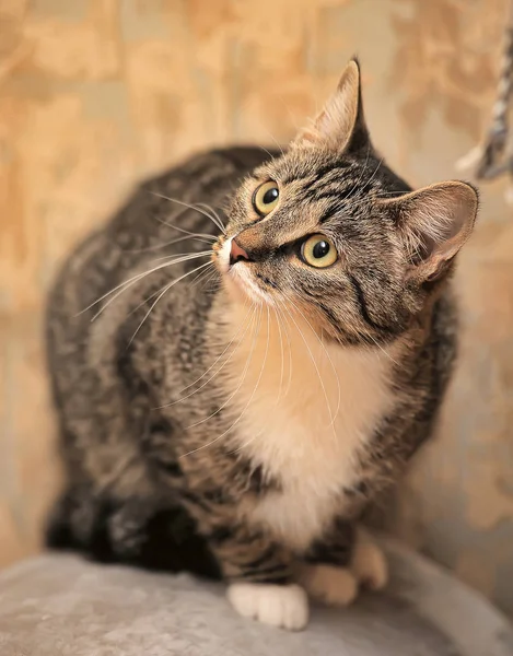 Porträtt Vacker Randig Vit Katt — Stockfoto