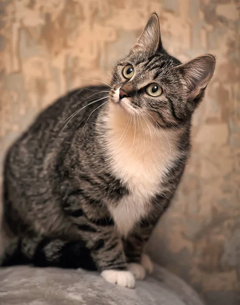 줄무늬 고양이의 초상화 — 스톡 사진