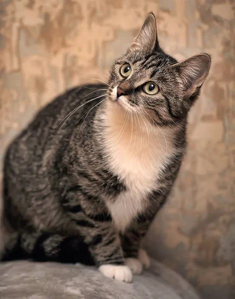 Portrait Beautiful Striped White Cat — Stock Photo, Image