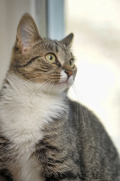 Retrato Hermoso Gato Blanco Rayas —  Fotos de Stock