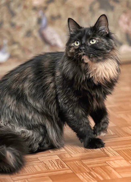 Retrato Uma Bela Fêmea Tartaruga Gato — Fotografia de Stock