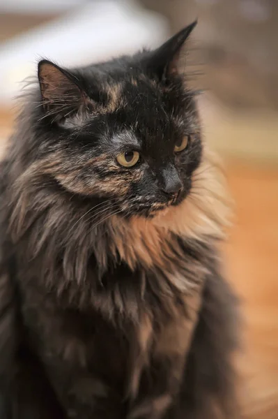 Πορτρέτο Του Όμορφη Θηλυκή Ταρταρούγα Γάτα — Φωτογραφία Αρχείου