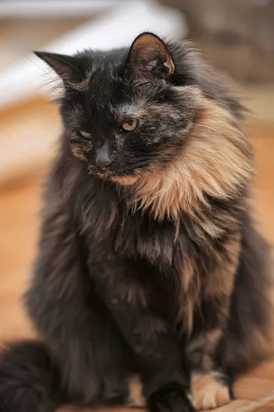 美しい女性べっ甲猫の肖像画 — ストック写真