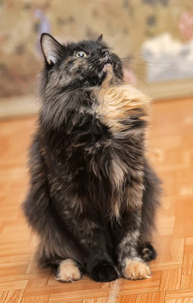 Портрет Красивой Черепаховой Кошки — стоковое фото