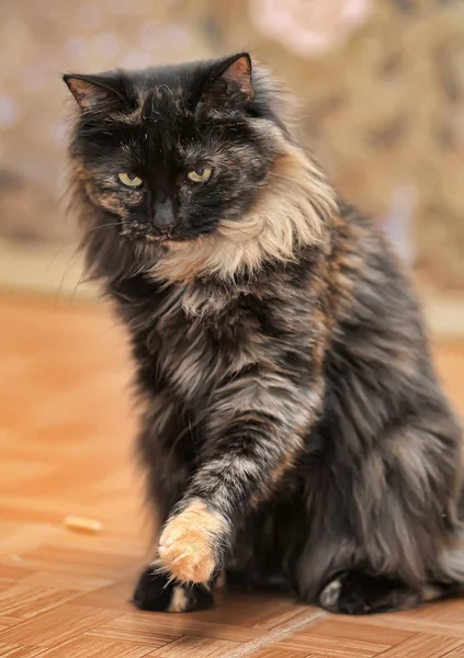 Portrait Beautiful Female Tortoiseshell Cat — Stock Photo, Image