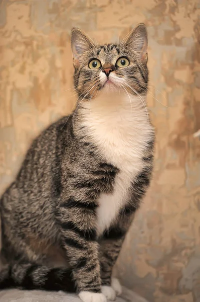 Portrait Beautiful Striped White Cat Stock Picture