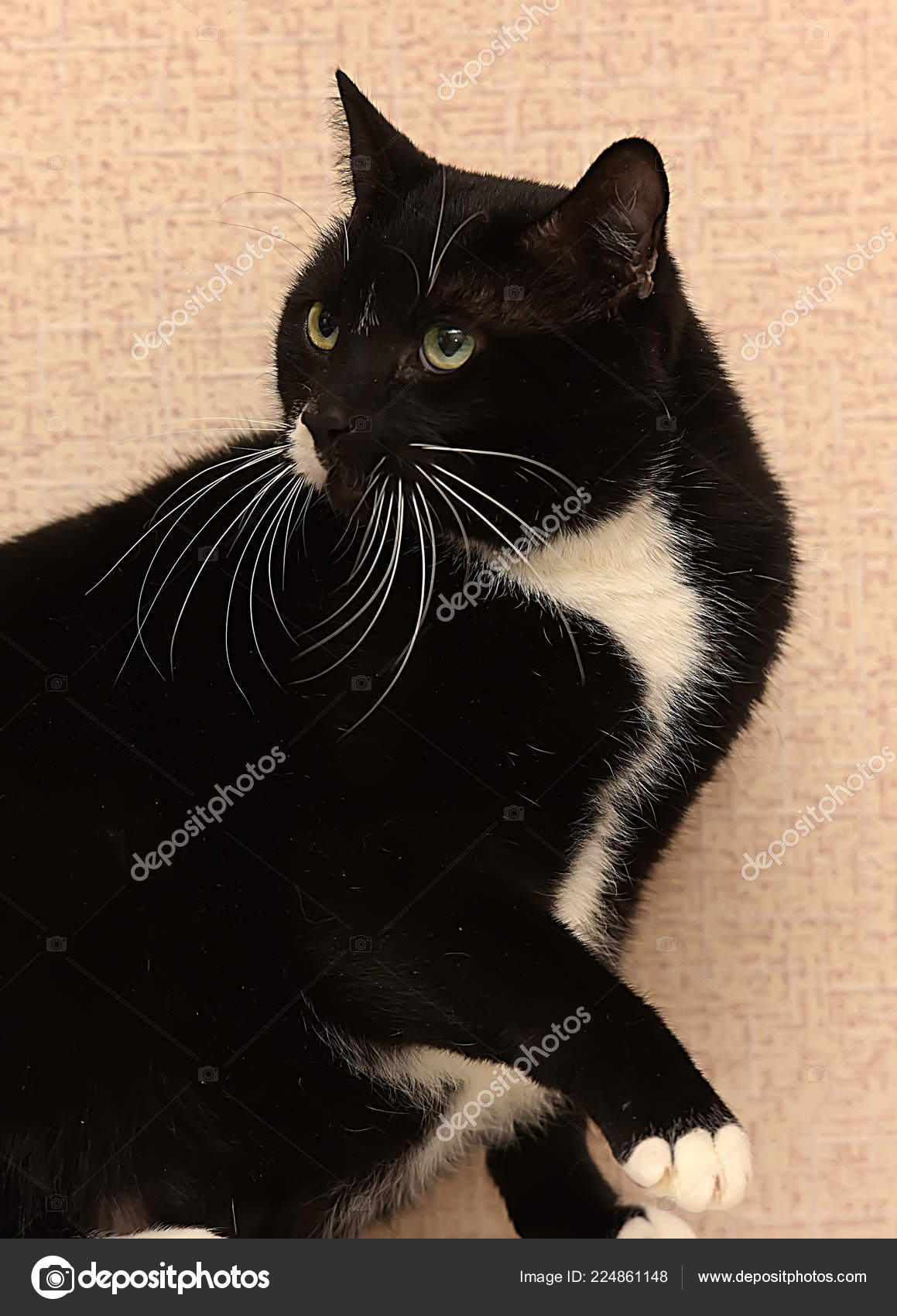 Beau Chat Noir Blanc Graisse Photographie Evdoha 224861148